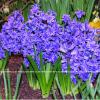 Hyacinths in Blue  WB 2