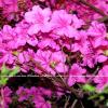 Azaleas in Fusia  WB2