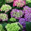 Varigated Hydrangea  WB