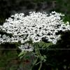 Queen Anne s Lace  WB