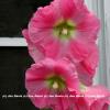 Hollyhocks by the Window  WB