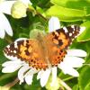 Butterfly on Daisy  WB