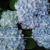 Hydrangea  WB