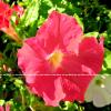 Red Petunia WB